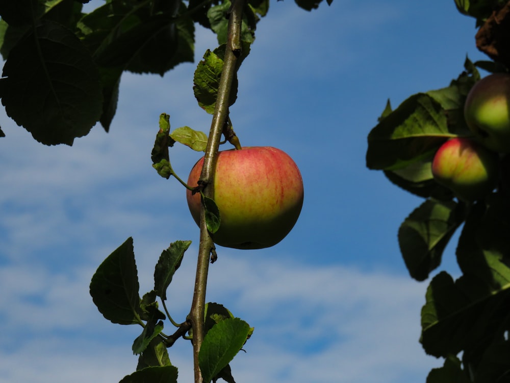 Frutto della mela rossa sul ramo dell'albero durante il giorno