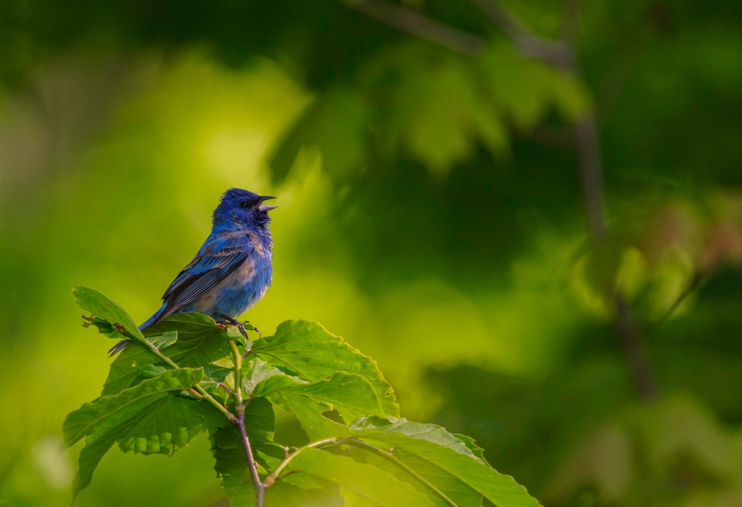 blue bird perched on brown stem