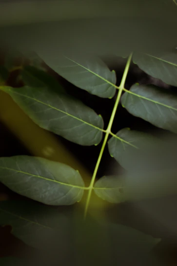 A serene close-up of fresh green moringa leaves bathed in soft natural light.
