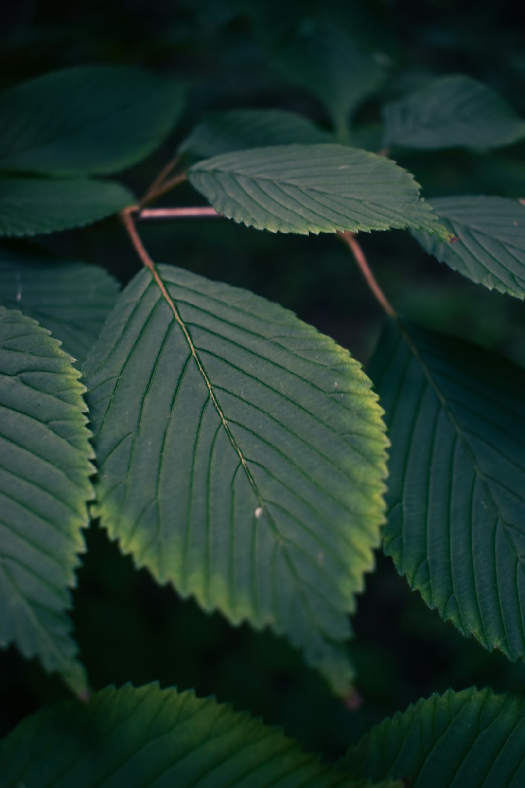 green leaves in macro lens