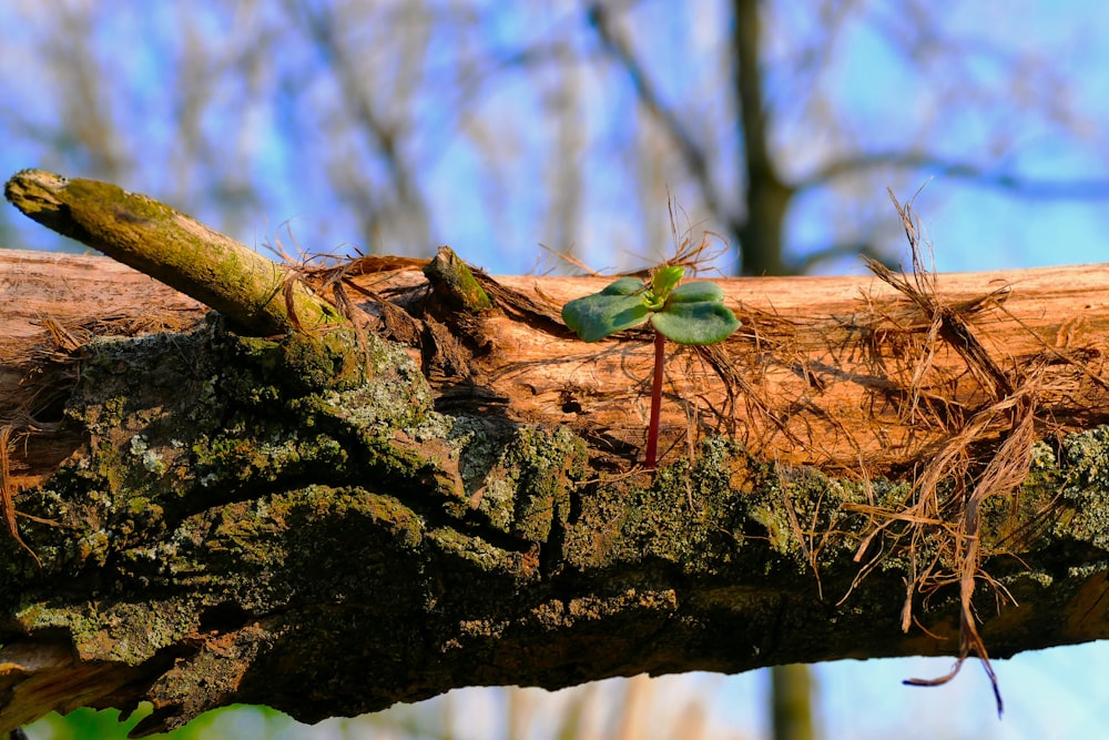 green grasshopper perched on brown tree branch during daytime