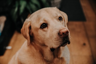 Close-up of a grateful dog looking up with hopeful eyes in a warm shelter setting.