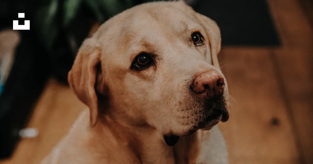Labrador Sentado Labrador Retriever amarillo sentado en el suelo foto – Imagen de Oslo ...