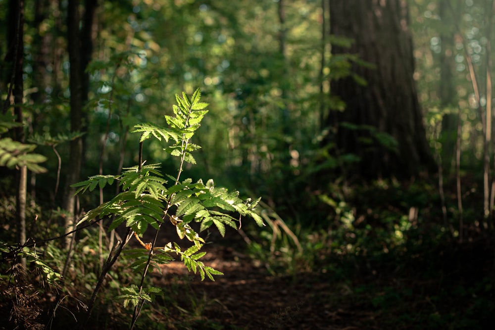 green fern plant on brown soil