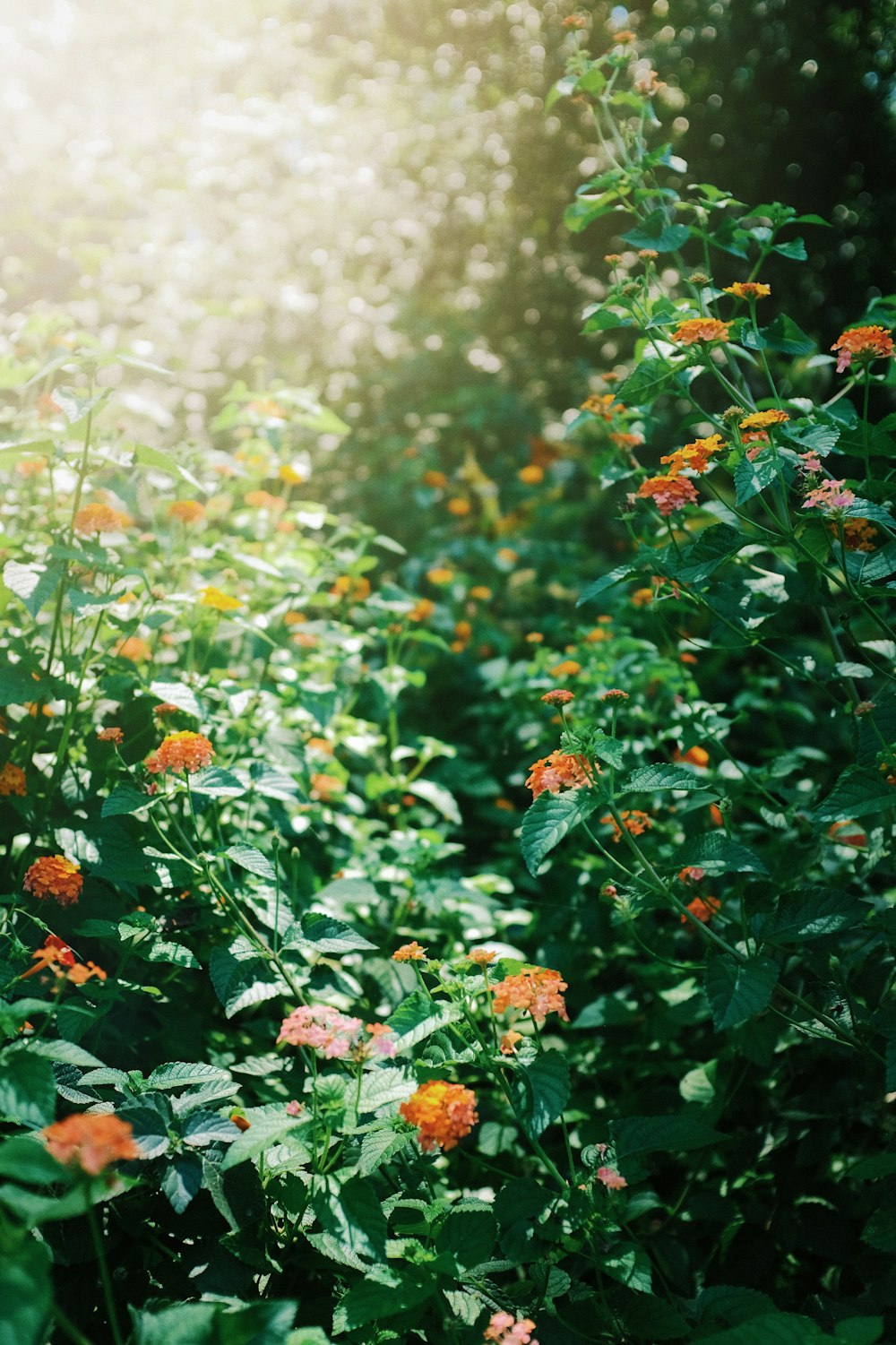 fiori rossi e verdi durante il giorno