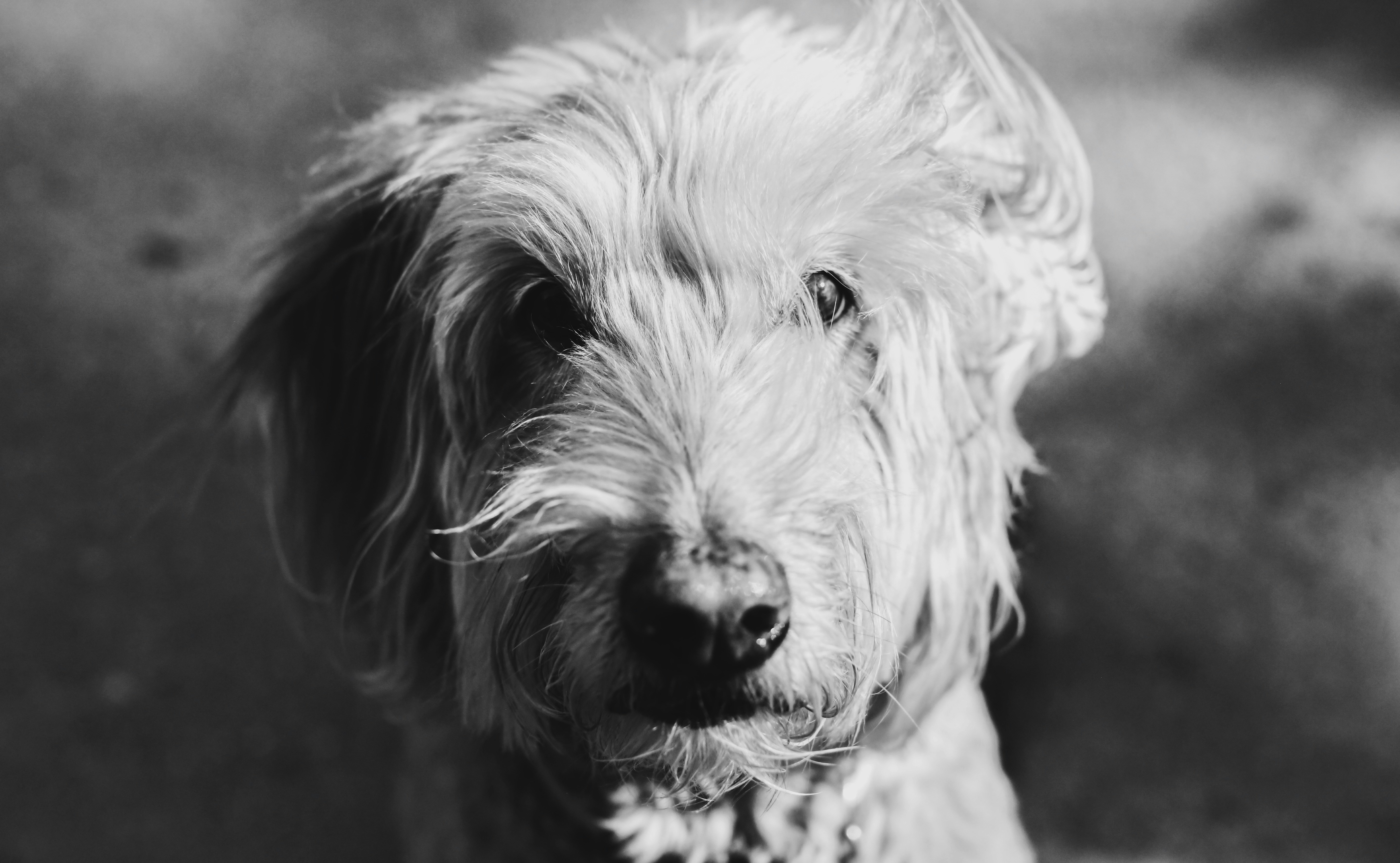 Photo by giorgiotrovato