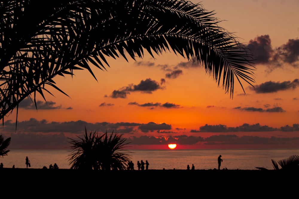 silhouette of palm tree during sunset