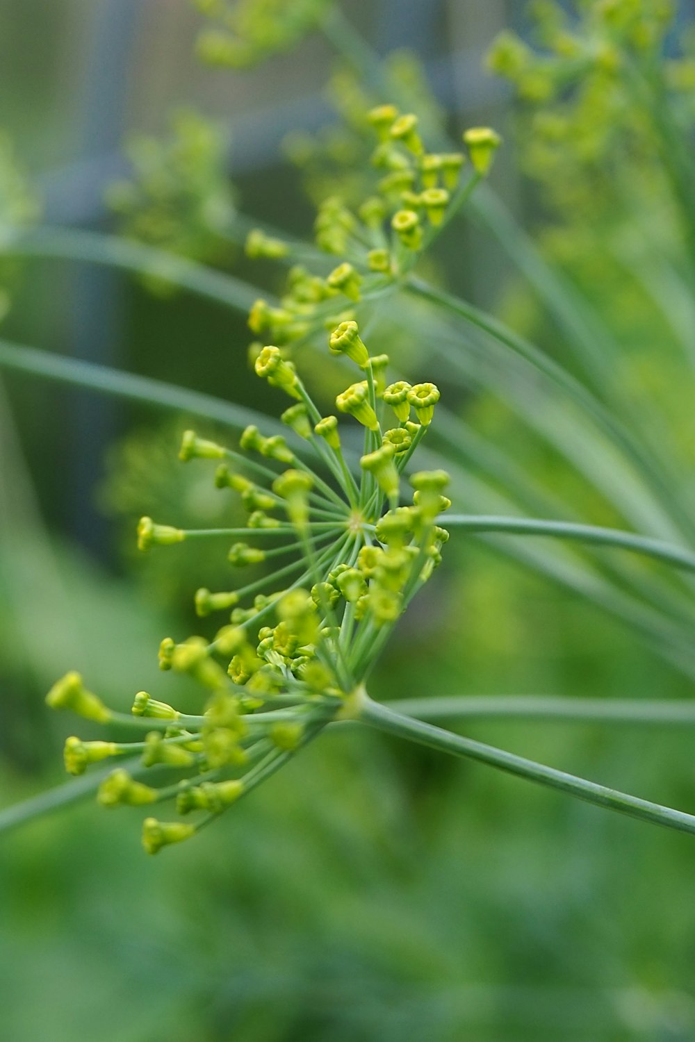 green flower in tilt shift lens