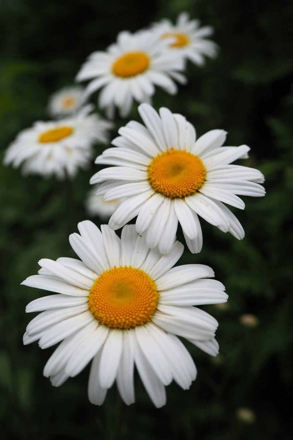 white daisy in close up photography