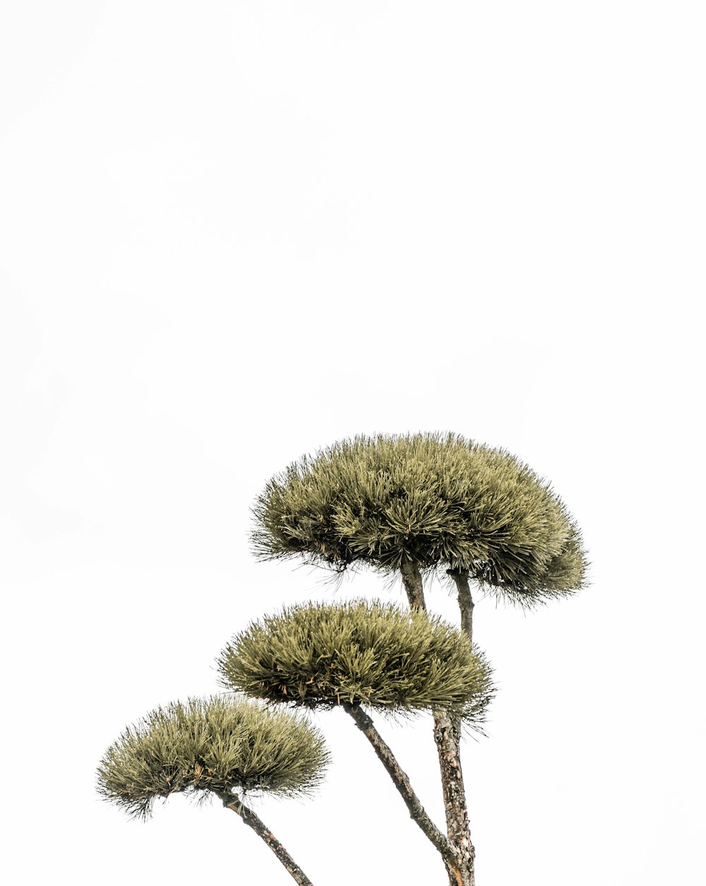 green and brown plant on white background