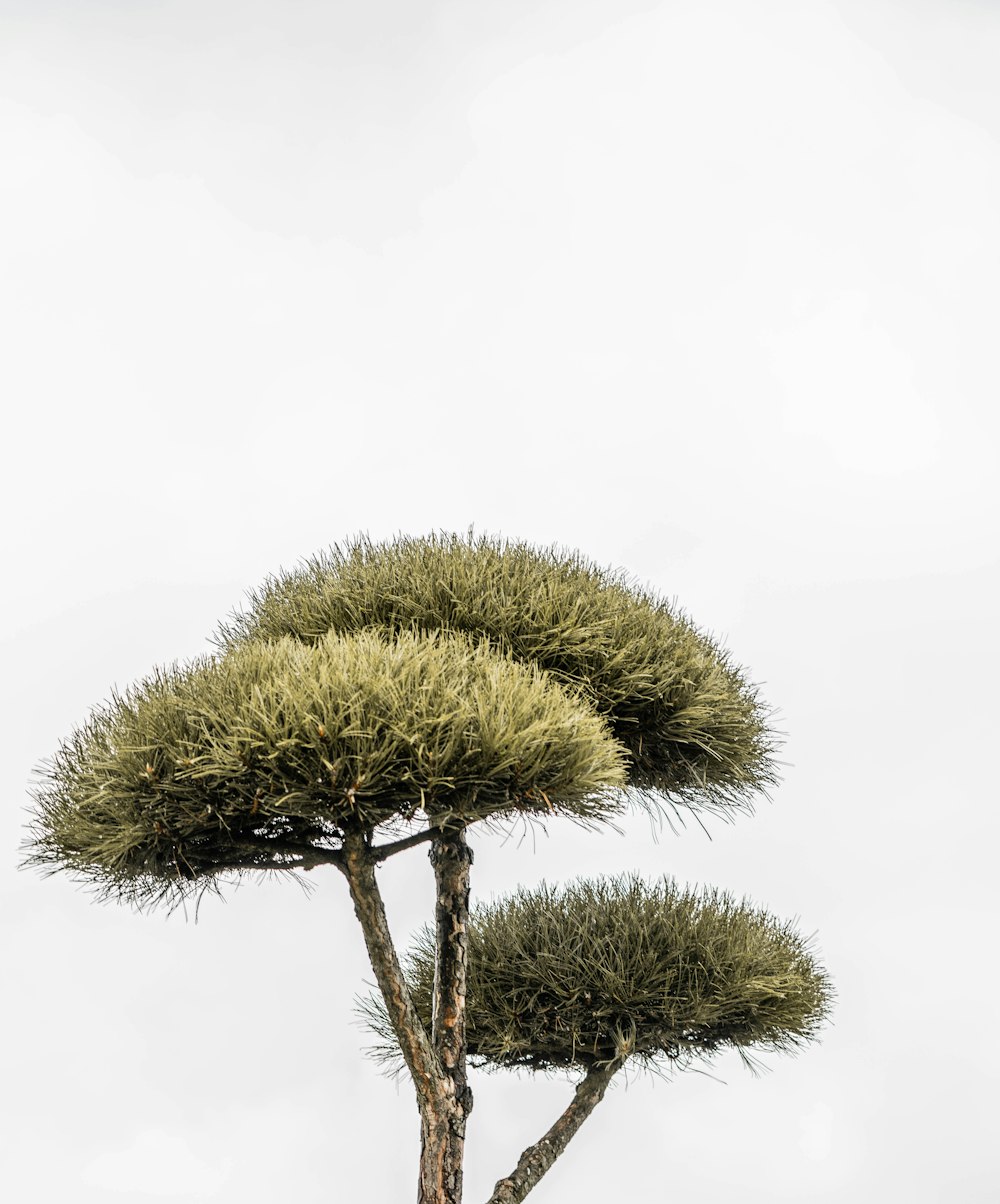 arbre vert sous le ciel blanc pendant la journée