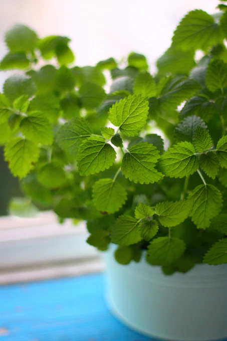 Close-up of a tropical indoor plant in an artistic ceramic pot with natural light highlighting its vibrant green leaves
