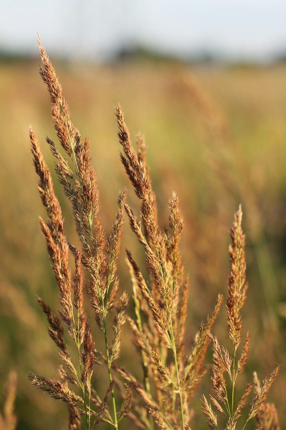 brown wheat in close up photography