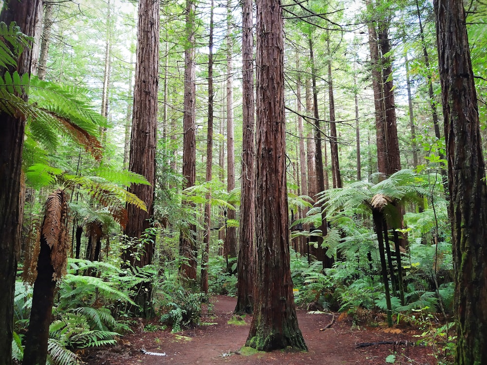 brown trees on brown soil