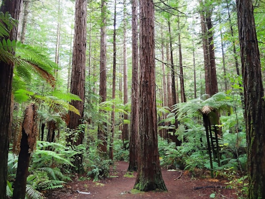 brown trees on brown soil in Rotorua New Zealand