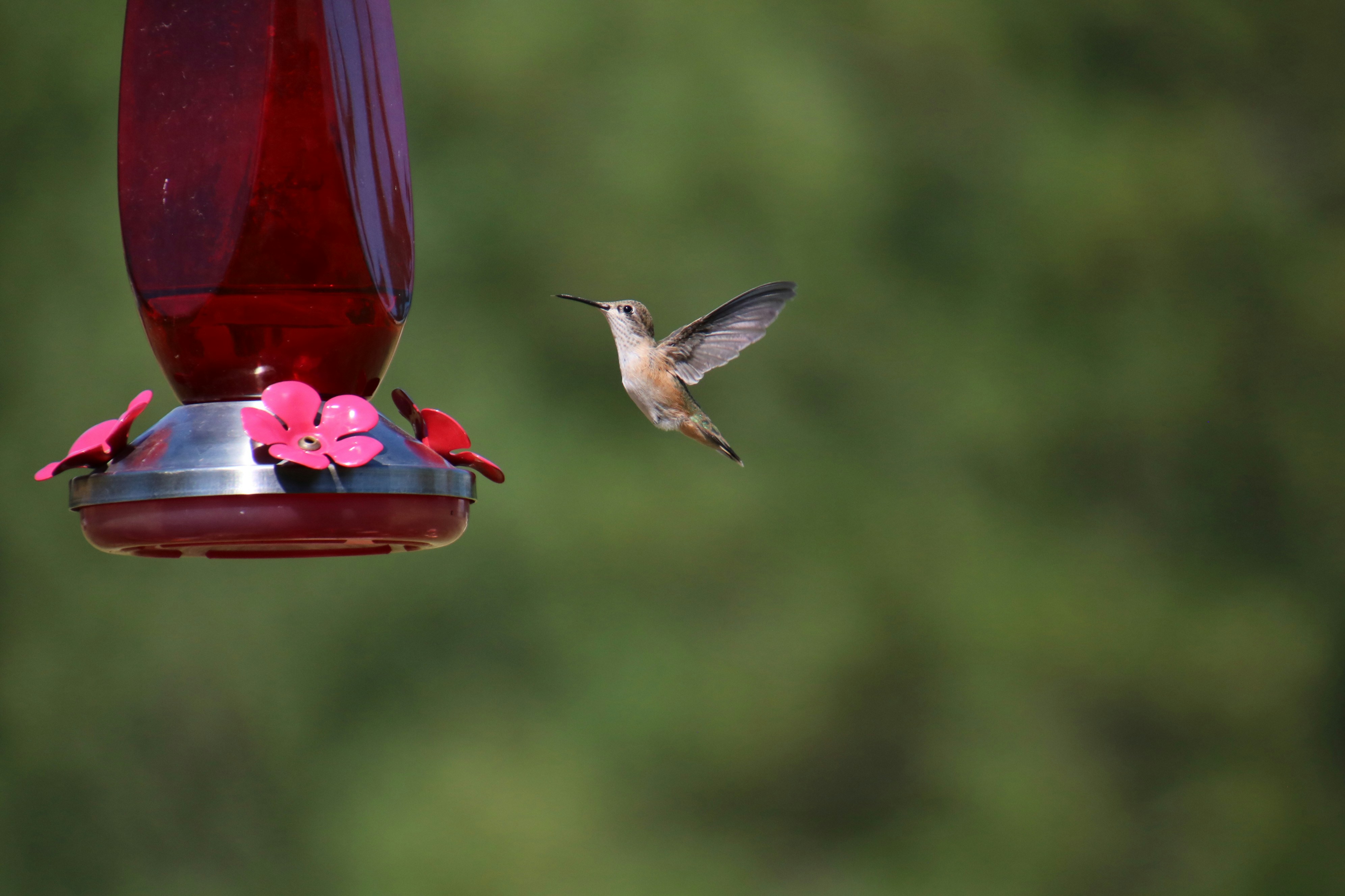 Hummingbird feeding near a window with decals