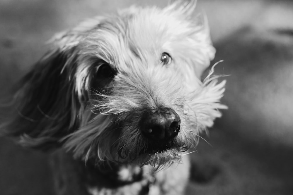 grayscale photo of long coated dog