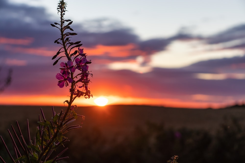 green plant during golden hour