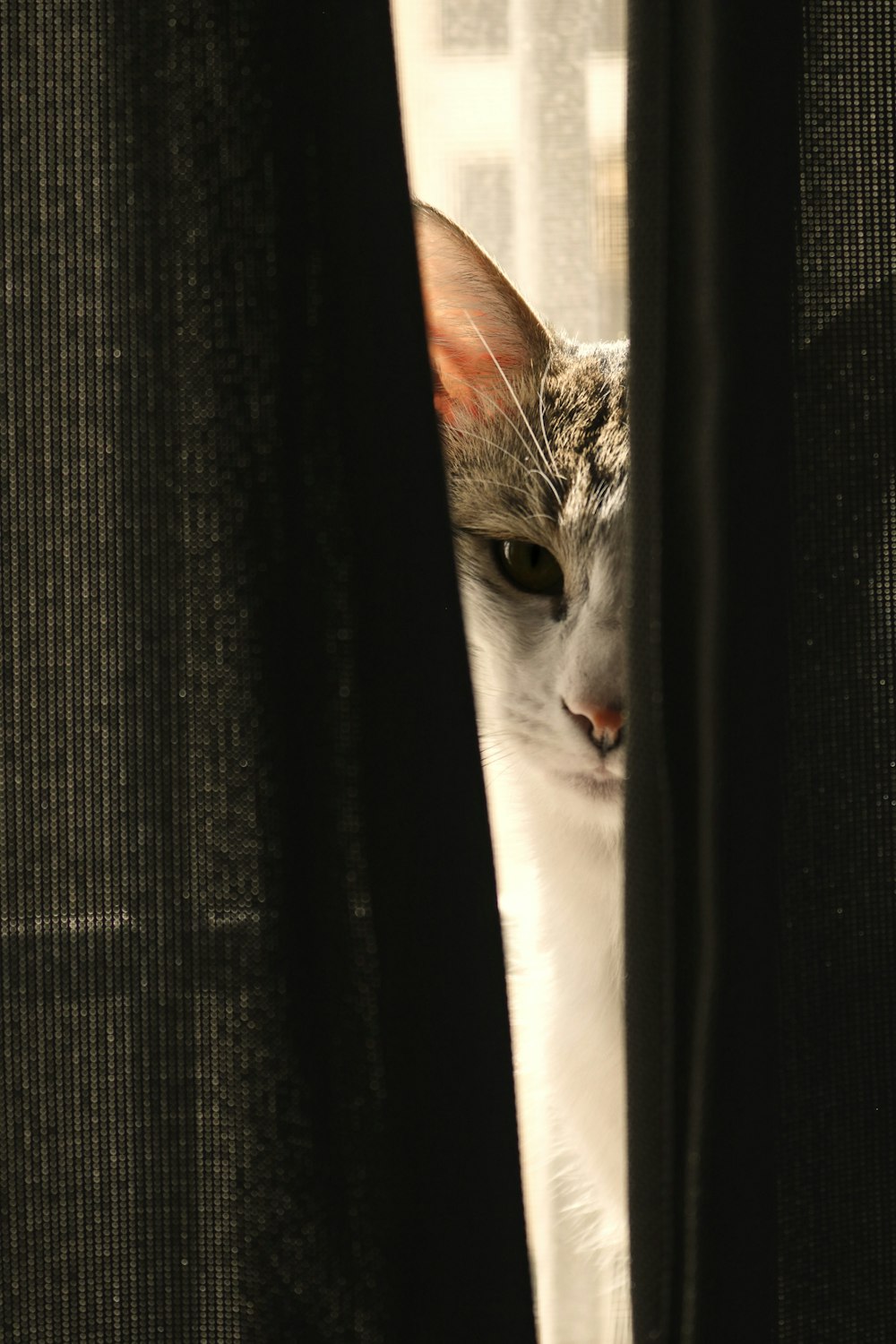 white and grey cat on black textile