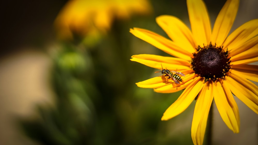 flor amarilla con abeja blanca y negra