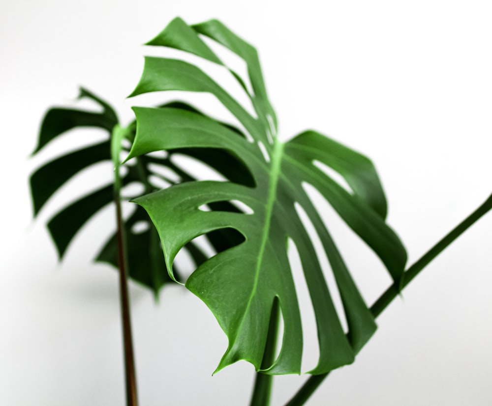 green plant in white background