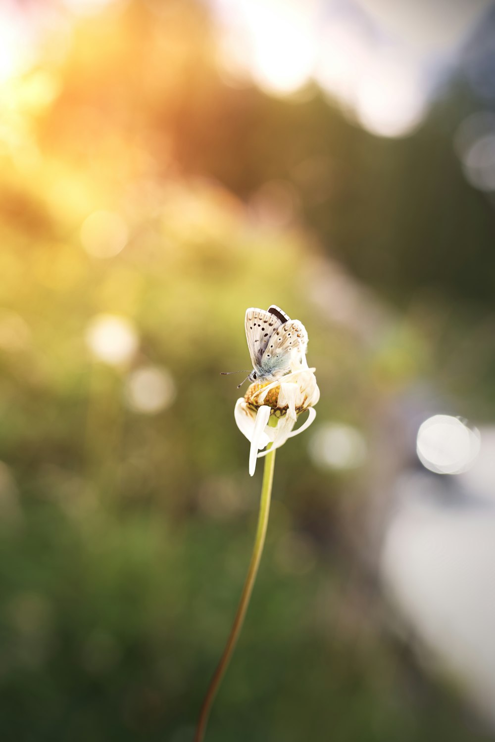 white and yellow flower in tilt shift lens