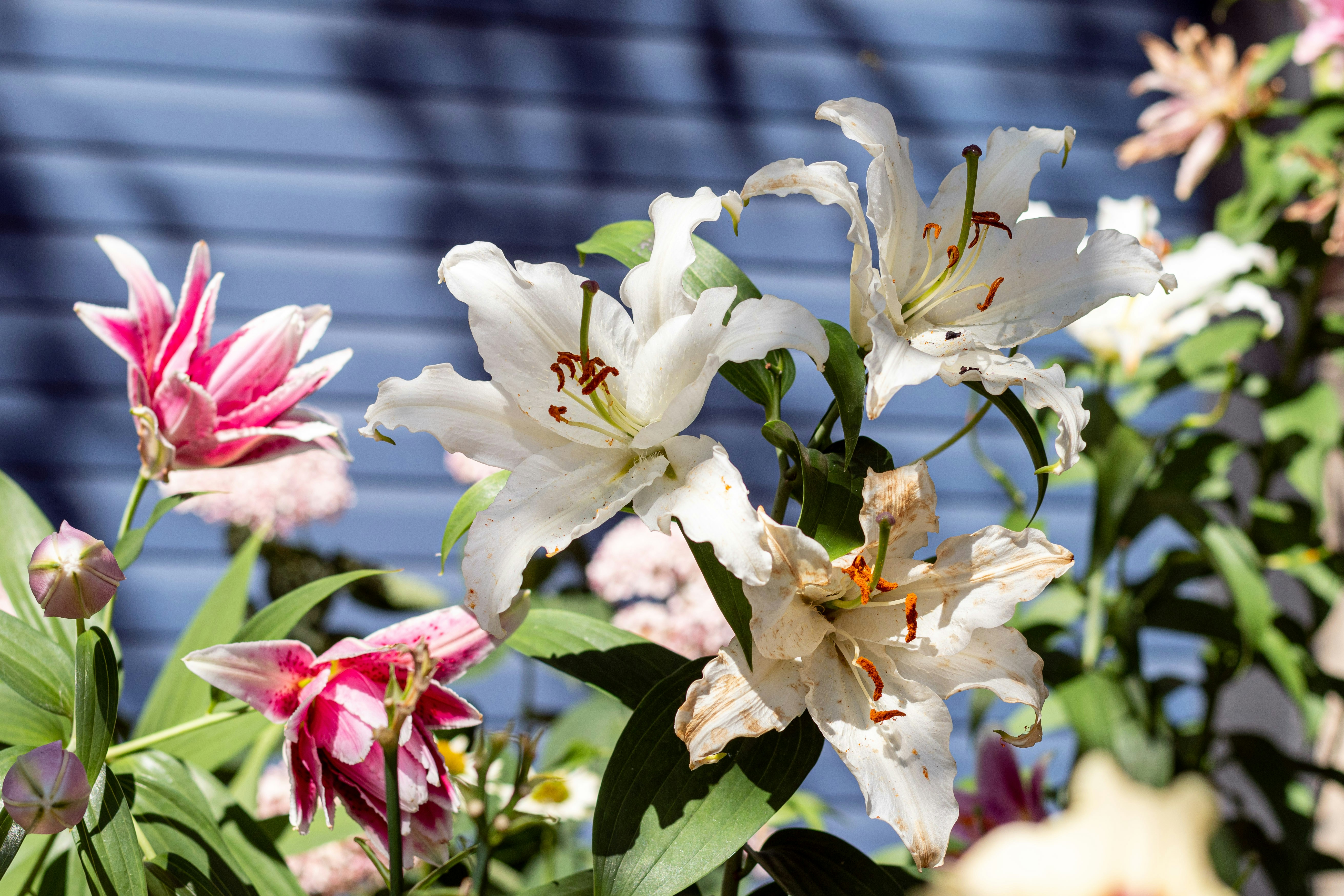 weiße und rosa Blüten tagsüber