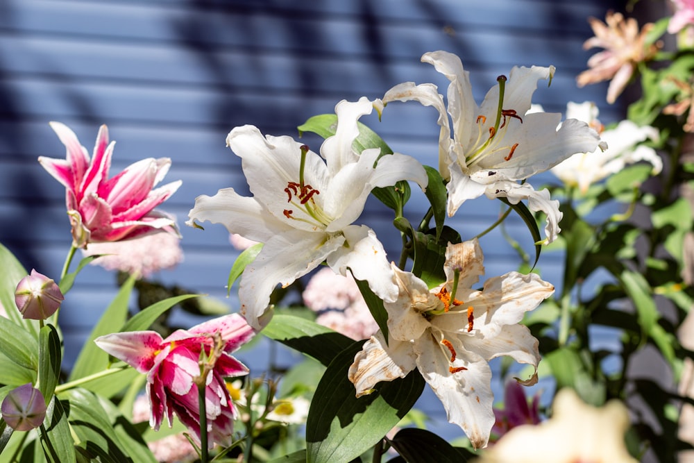 white and pink flowers during daytime