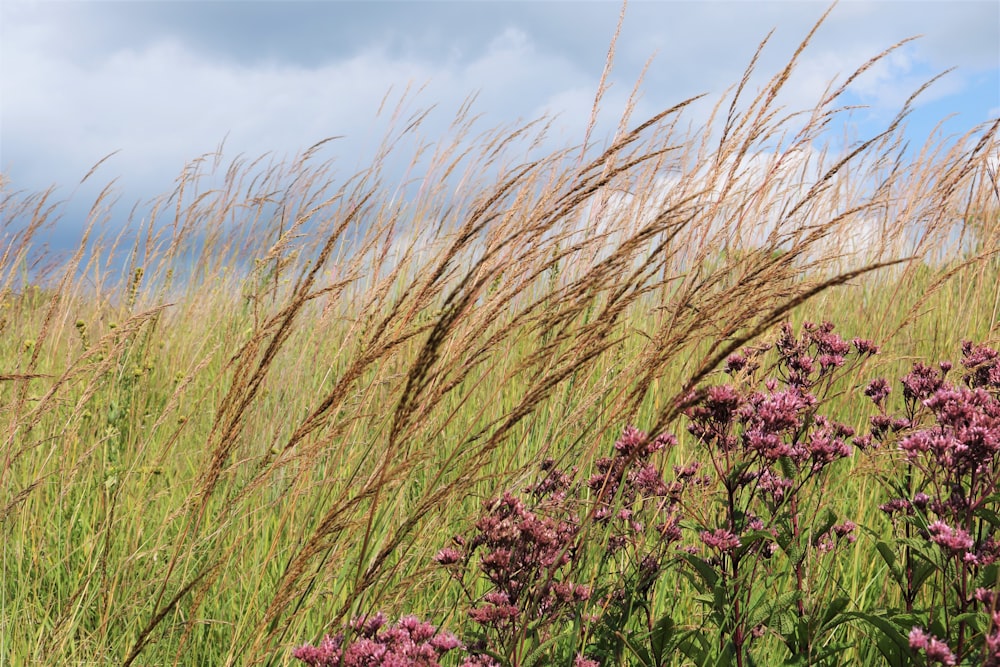 pink flower field under blue sky during daytime