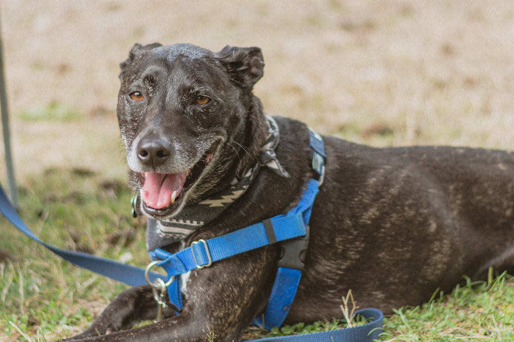 black short coat medium dog with blue leash sitting on green grass during daytime
