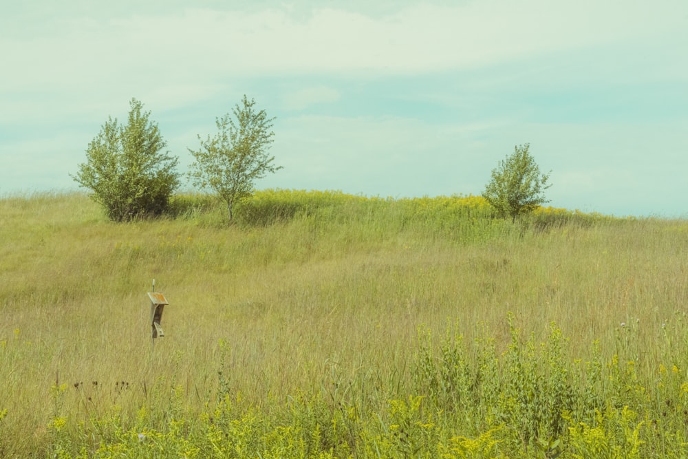 brown deer on green grass field during daytime