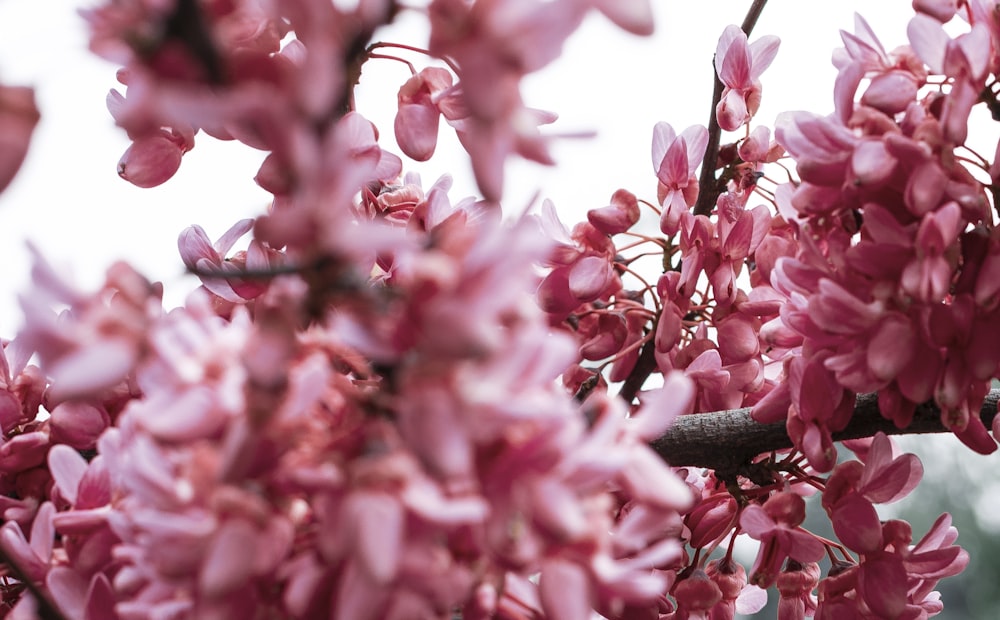 pink cherry blossom in close up photography