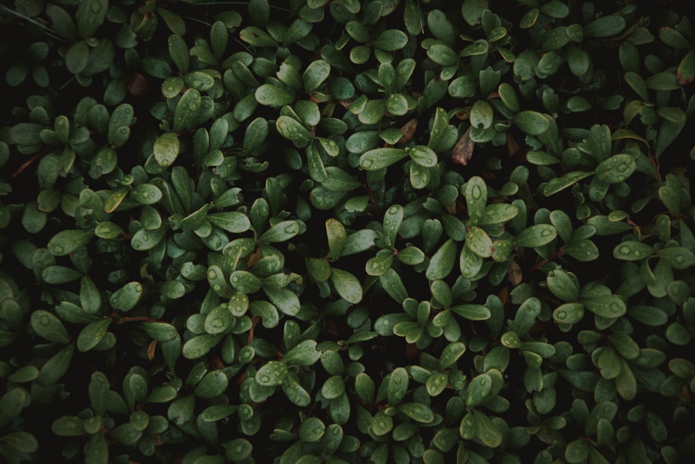 green leaves plant during daytime