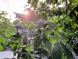 Sunlight filtering through leafy trees onto the condo’s earth-colored exterior.