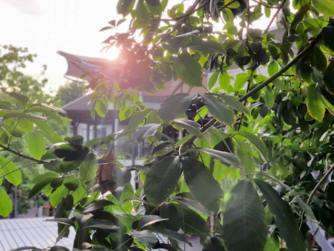 Sunlight filtering through leafy trees onto the condo’s earth-colored exterior.