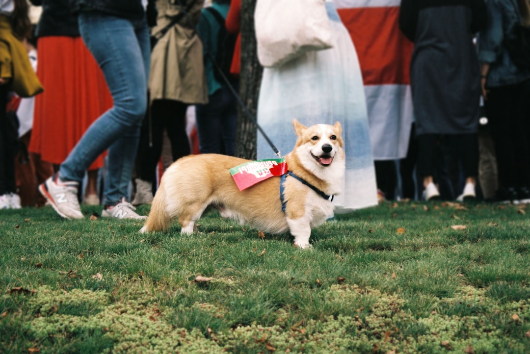 Dog Photography 