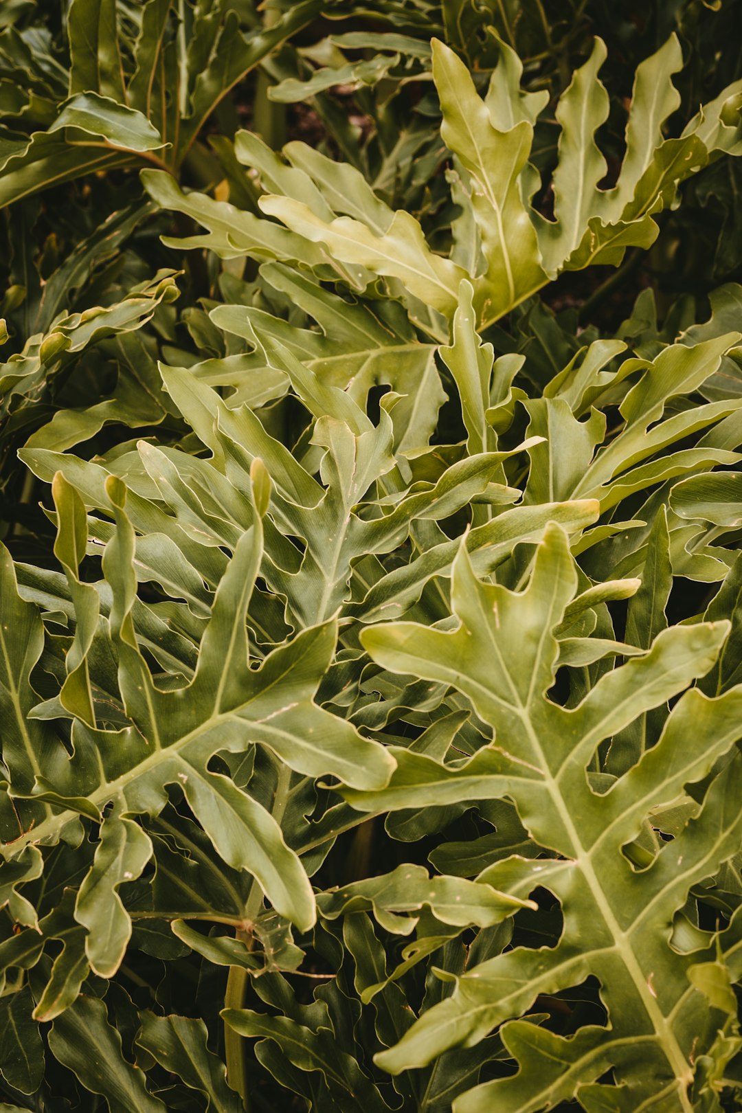 green leaves in close up photography