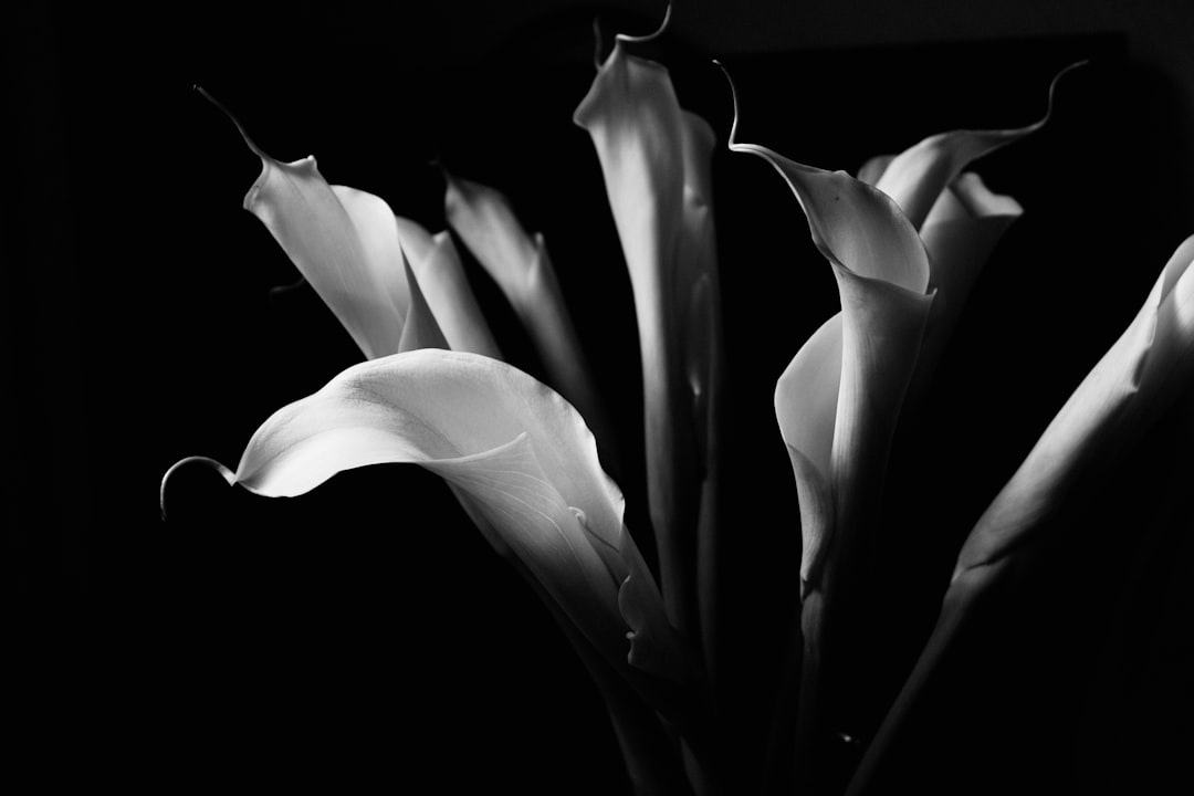 grayscale photo of tulip flowers