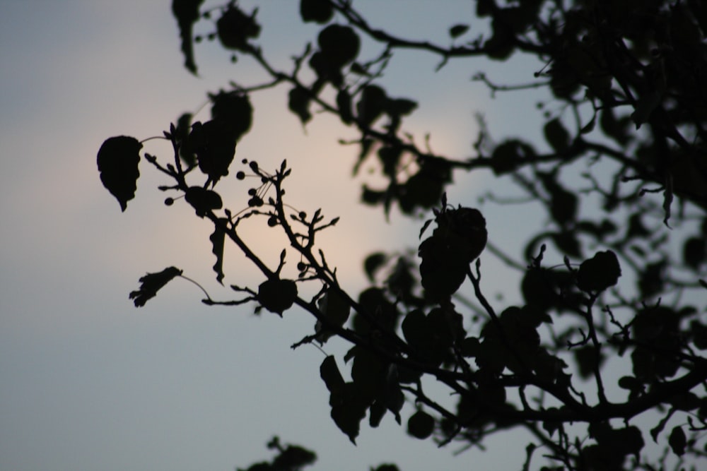 silhouette dell'albero durante il giorno