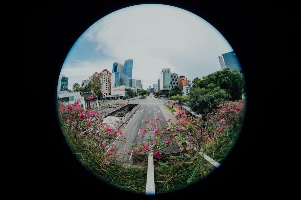 pink and white flower field near city buildings during daytime