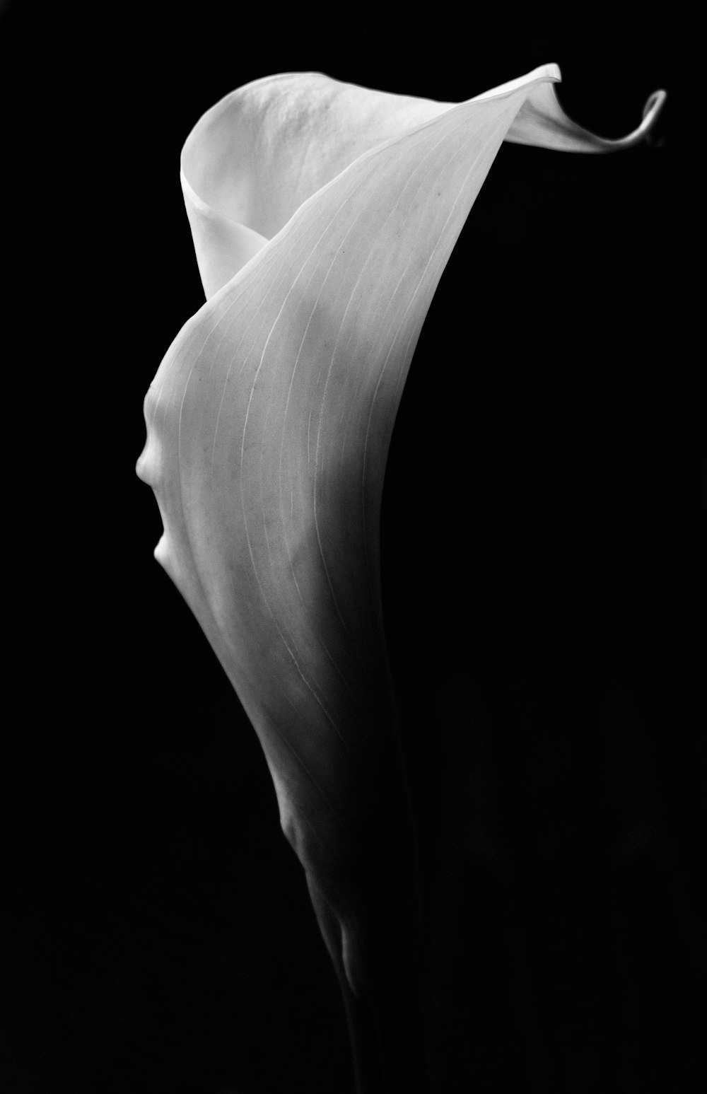 white flower in black background