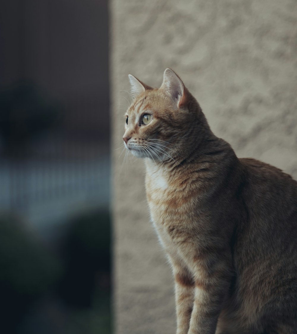 orangefarbene Tabby-Katze auf grauem Betonboden