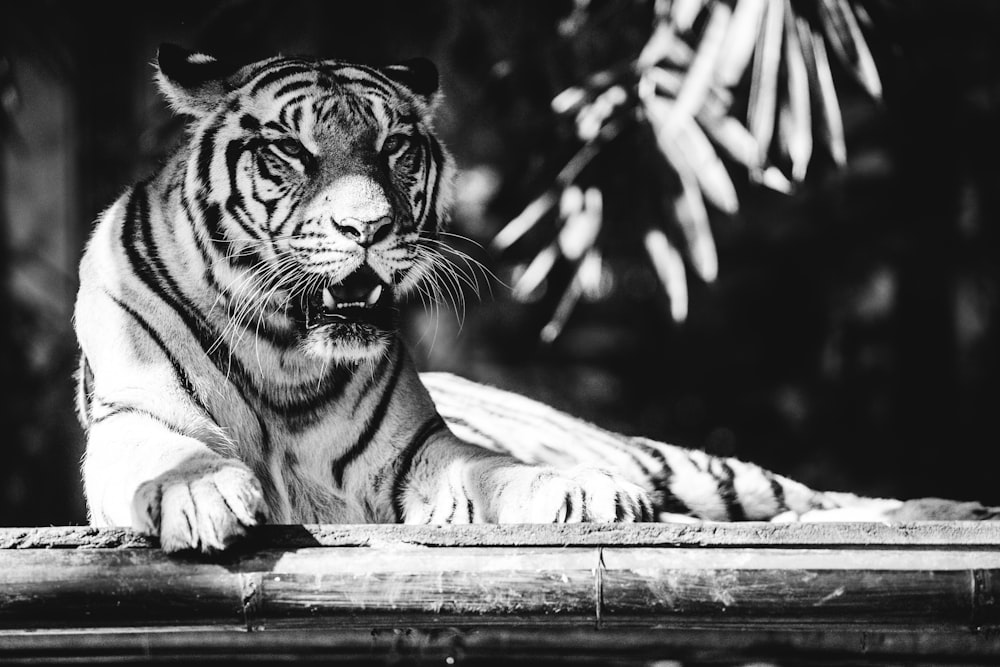 grayscale photo of tiger lying on floor