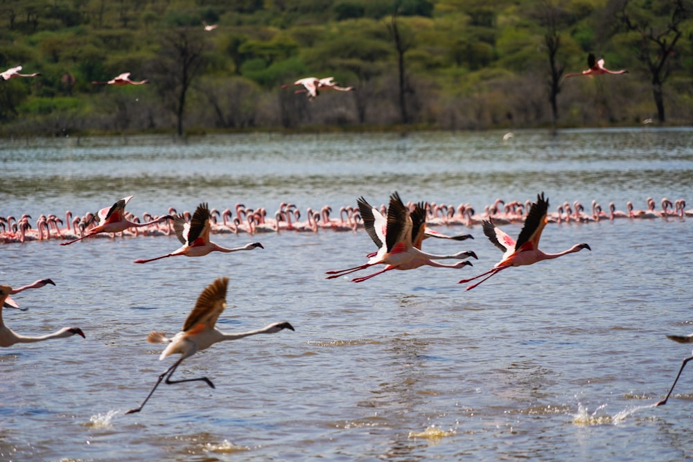 flock of birds flying over the sea during daytime