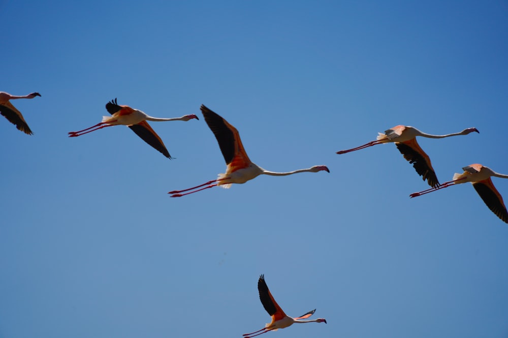 two pink birds flying during daytime