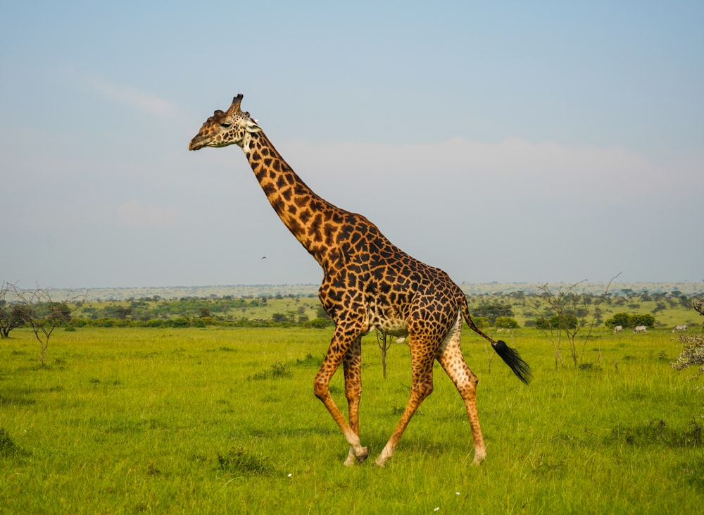 brown and black giraffe on green grass field during daytime