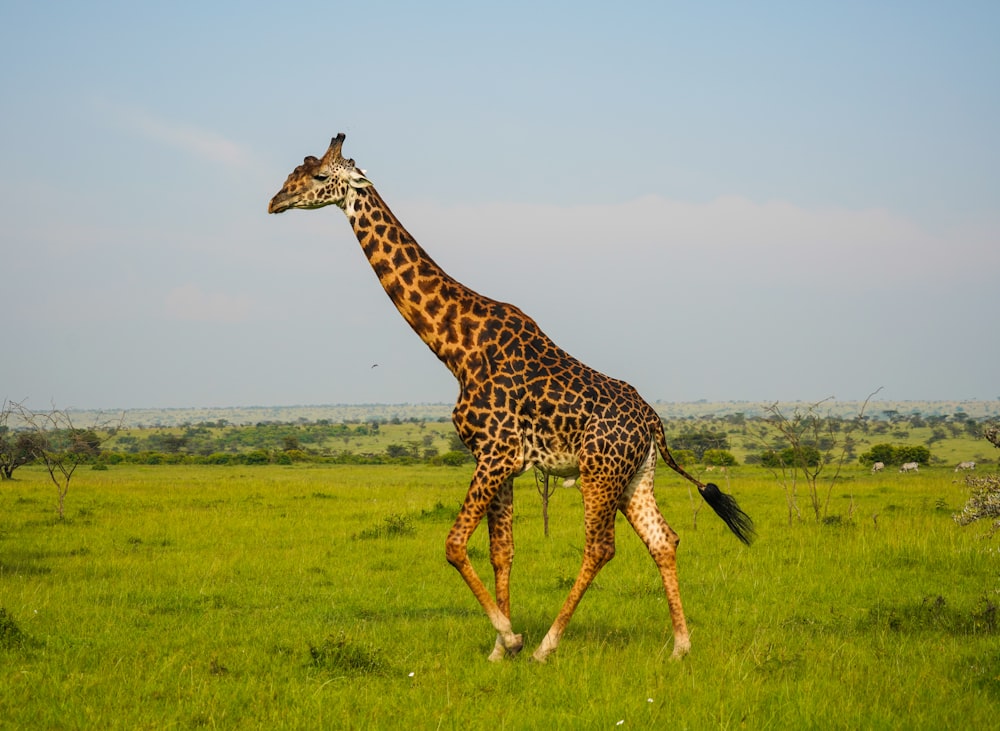 giraffa marrone e nera sul campo di erba verde durante il giorno