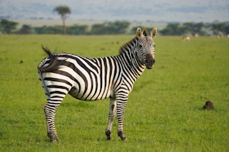 A zebra stands on a green grassy plain, facing slightly to the side, with a blurred background of more grass and a few trees. The surroundings suggest a natural habitat, possibly a savannah.