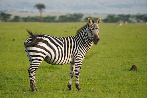 A zebra stands on a green grassy plain, facing slightly to the side, with a blurred background of more grass and a few trees. The surroundings suggest a natural habitat, possibly a savannah.