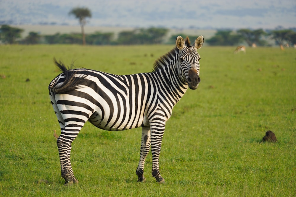 Zebra auf grünem Rasenfeld tagsüber